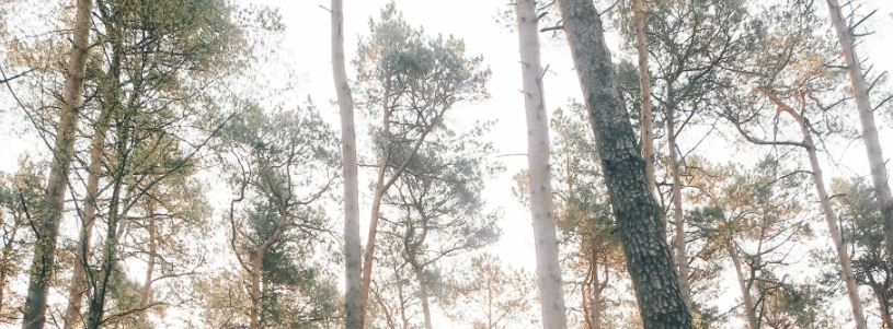 forest trees secnery